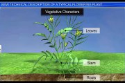 (7)CBSE Class 11 Biology, Morphology of Flowering Plants – 7, Technical Description of Flowering Pla