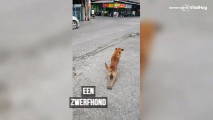 Dierlijke acteur: Hond doet alsof hij verlamd is