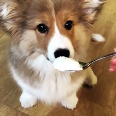 Cute Tiny Little Puppies