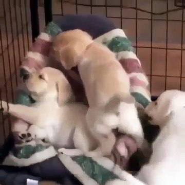 These Little Cute Animals Will Warm Your Heart Little puppies