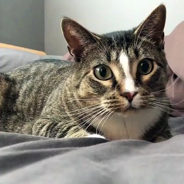 how your cat look to u 2020 home kitties