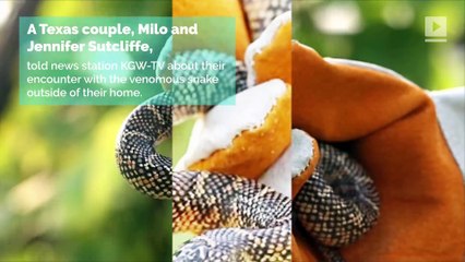 Man Almost Dies After Bite From Decapitated Snake