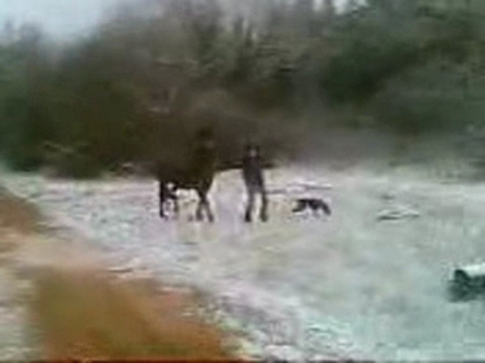 chien coup de sabot