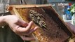 Surmortalité des abeilles : les apiculteurs alertent le gouvernement
