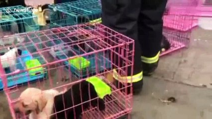Firemen rescue pets from burning store