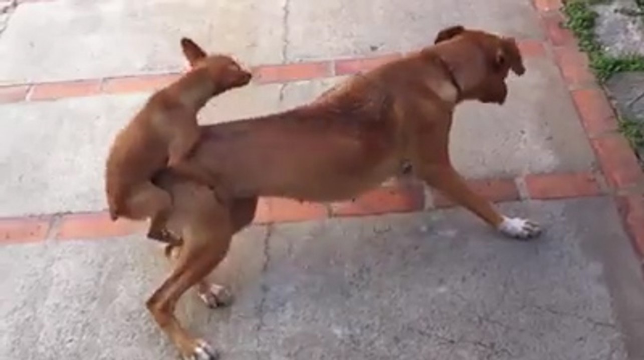 Ce nest pas la taille qui compte même chez les chiens !