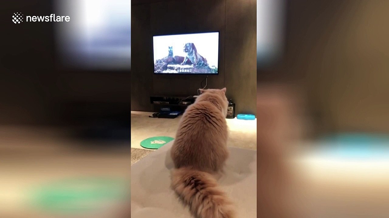 Cat scared by tiger on TV