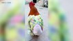 Cute Chickens  Playful Funny Chickens (Full) [Funny Pets]