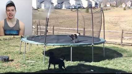 Life Is Boring Without Dog  - Funniest Dogs Compilation!