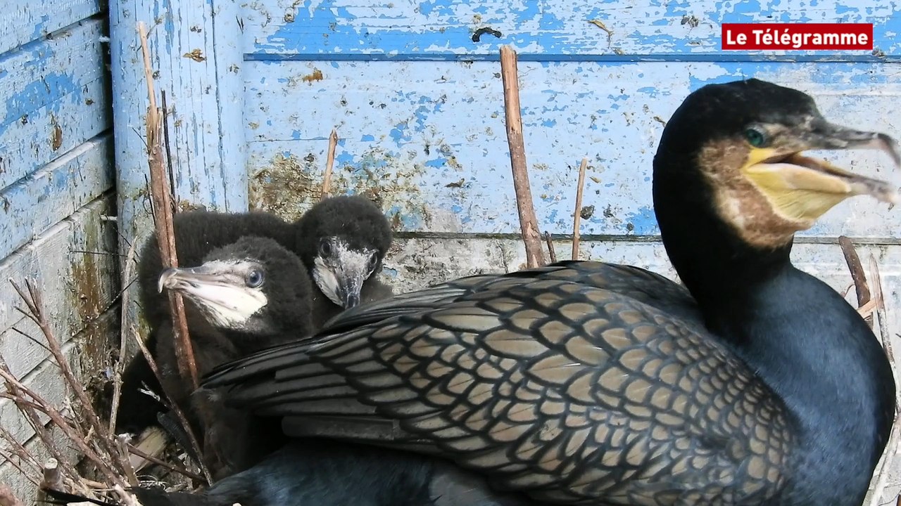 Audierne (29). Quatre naissances à l'Aquashow