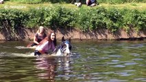 Young foal is terrified to enter the water at Appleby Horse Fair
