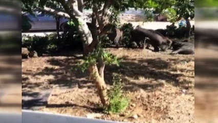 Domuz sürüleri lüks site bahçelerinde yaşamaya başladı