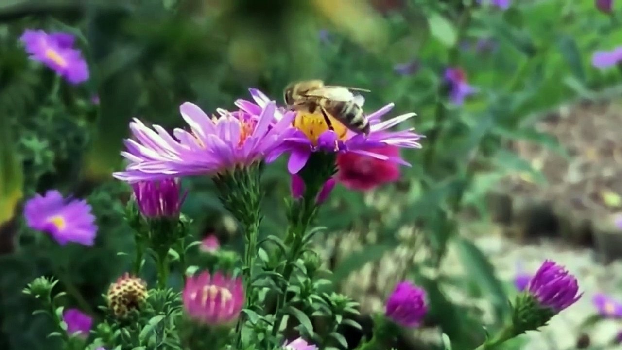 Diese Frau rettete einer Bienenkönigin das Leben, und jetzt sind sie beste Freunde