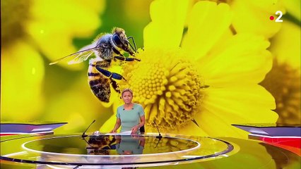 Abeilles : pourquoi il faut les sauver