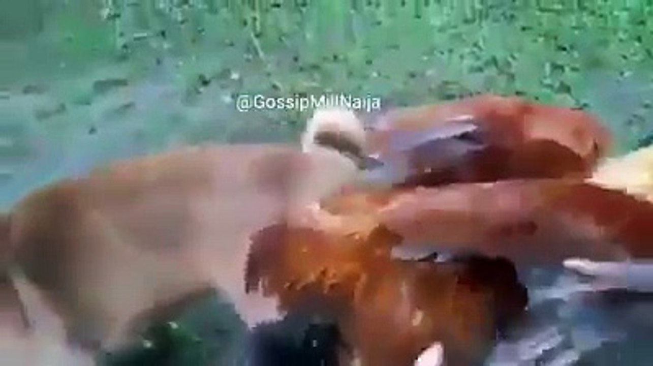 End time Dog and Chicken Caught Having Sex...