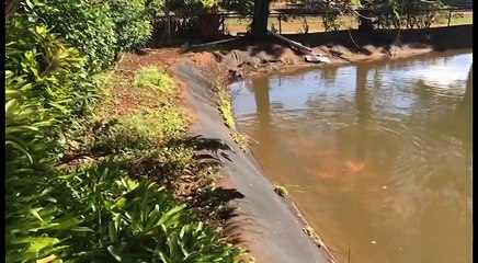 下载视频: Ce héron vient directement se servir dans un bassin de poissons rouges... facile la peche