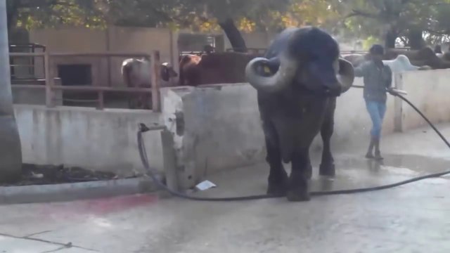 Regardez un peu la taille de ce buffle géant