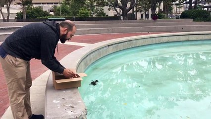 Un bébé canard retrouve sa maman et c'est beau à voir