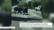 Two Bulls Spotted Fighting In Middle Of A Street In California