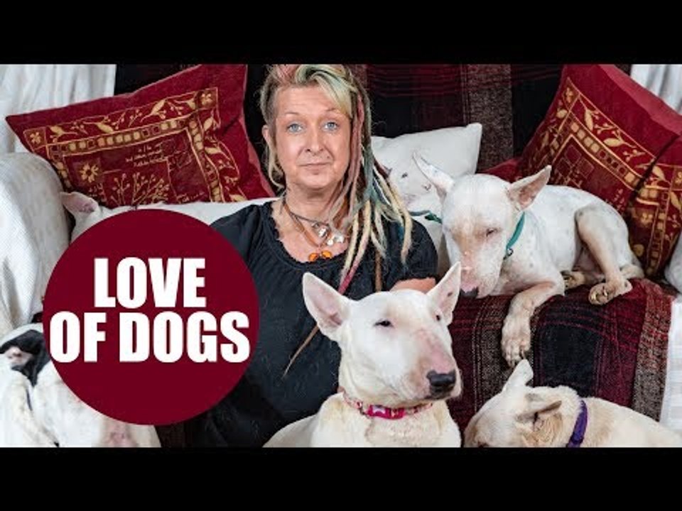 Woman labelled 'Dog Mad' after rescuing 30 traumatised dogs