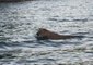Mountain Lion Swims Across Lake McClure in California