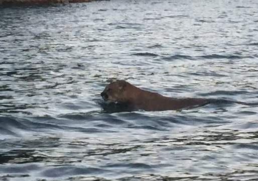 Mountain Lion Swims Across Lake McClure in California