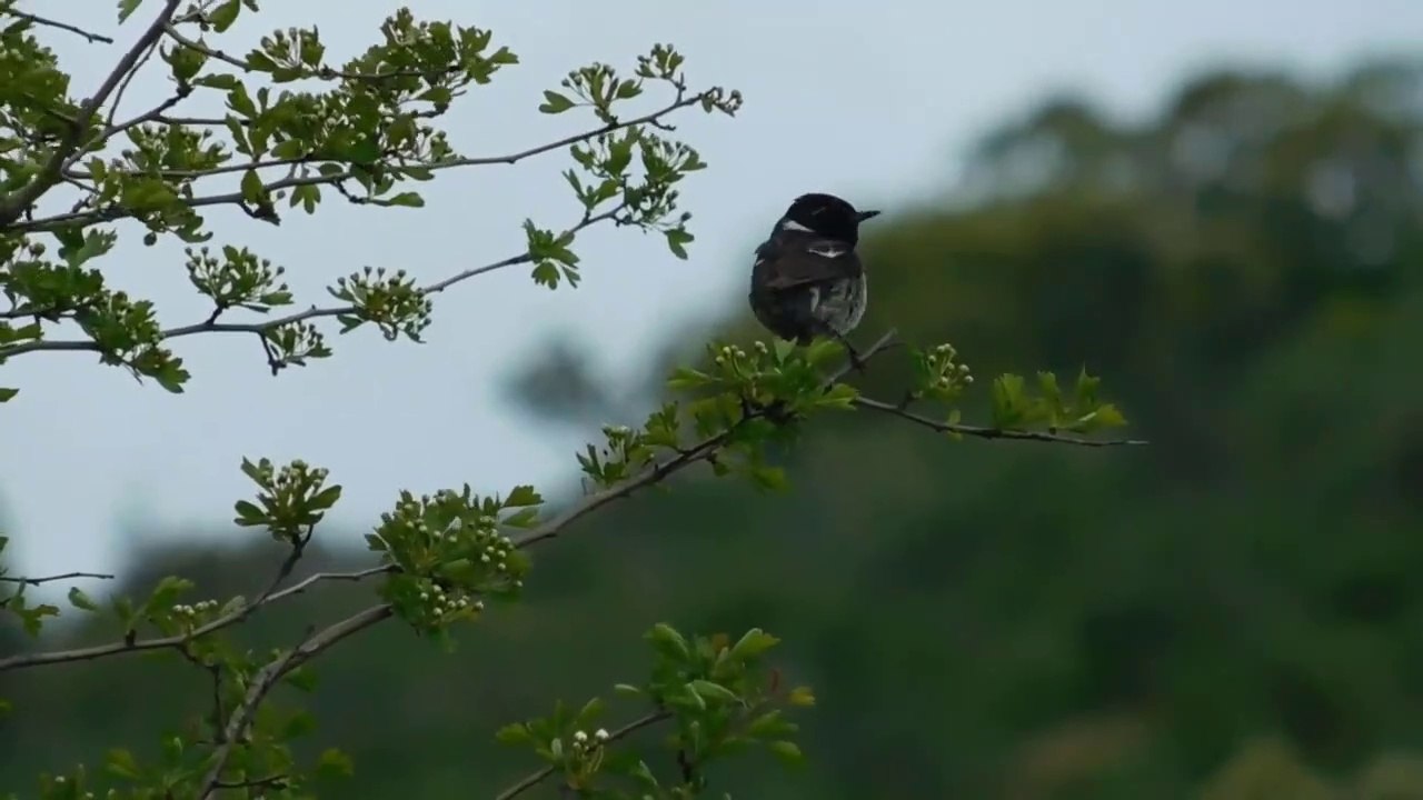 NATURALEZA Y SONIDOS.