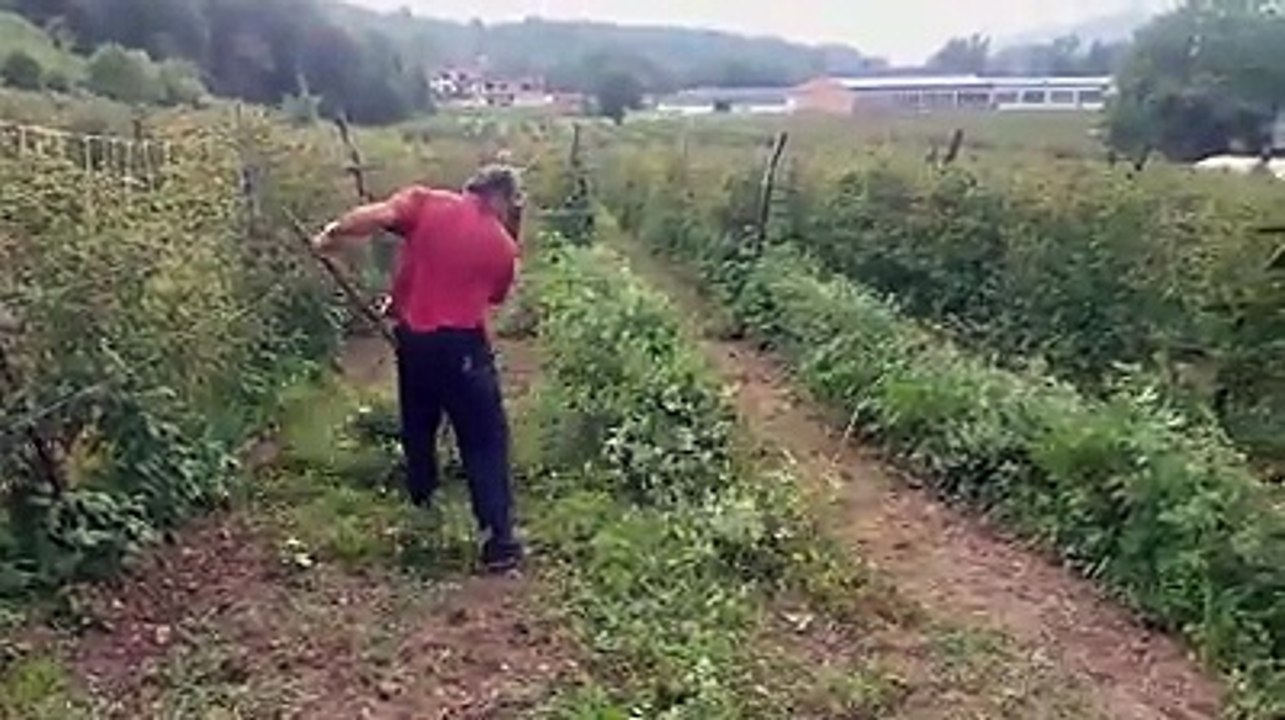 Pokosise ljudi - Aleksandar Balmazovic