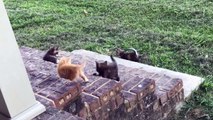 Litter of kittens adorably play together on stairs