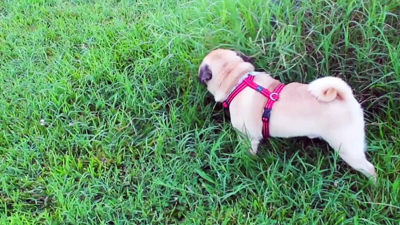Why Do Dogs Sniff The Ground So Much Before Peeing? video Dailymotion