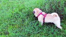 Why Do Dogs Sniff The Ground So Much Before Peeing?