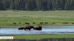 59-Year-Old Woman Was Gored By A Bison In Yellowstone National Park