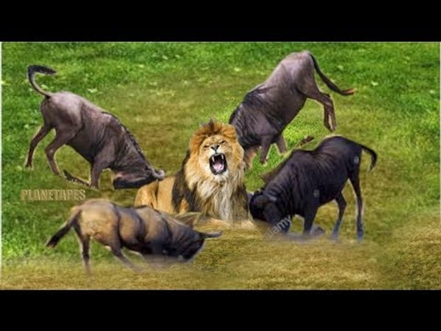 Amazing Animals Fight Wildebeest v Lion, Hyena, Buffalo & Cheetah