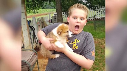 Cutest Corgi Compilation 2018 _ Best Funny Corgi Videos Ever