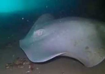 Rare Albino Stingray Looks for Feed Near Victoria
