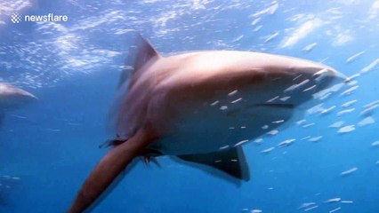 Diver has incredible close-up encounter with sharks off Florida coast