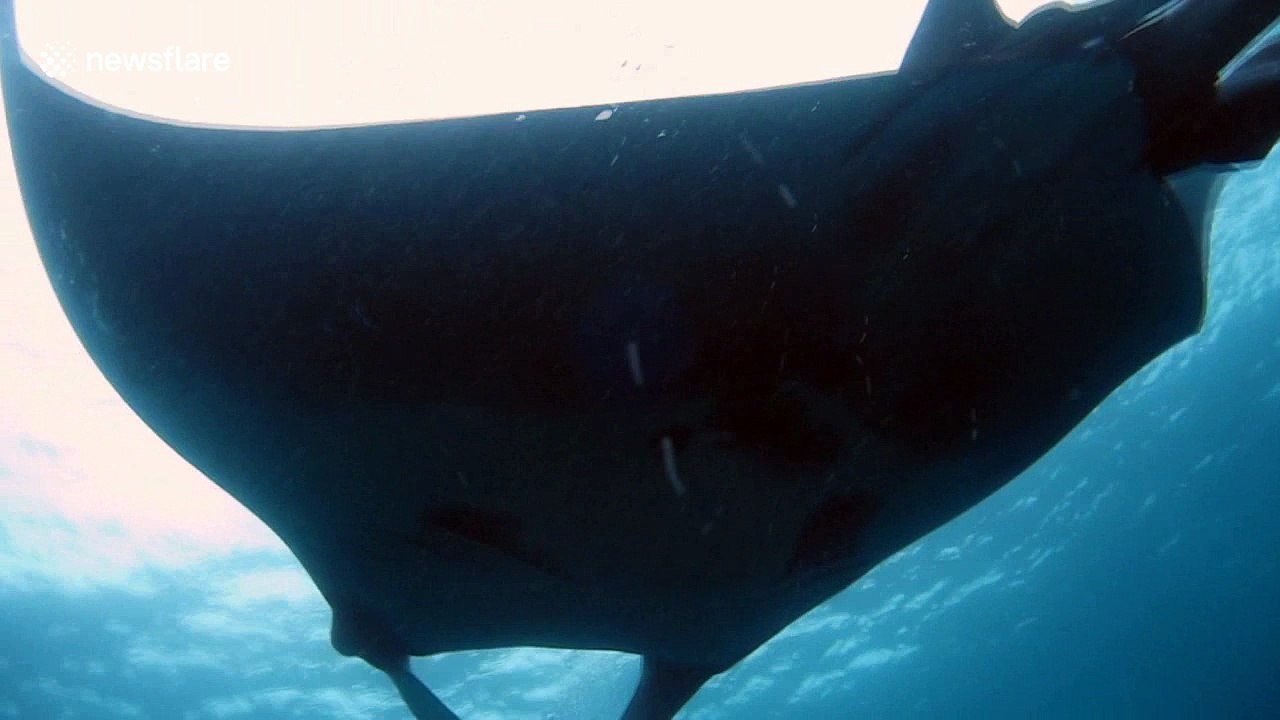 Taking a dive with a giant manta ray