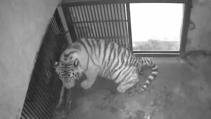 서울대공원에서 '백두산호랑이' 4마리 탄생 / YTN