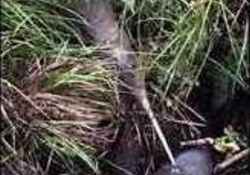 Curious Kiwi Pokes Man's Boot and Runs Away