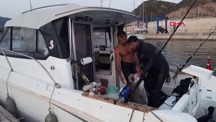 Muğla Zıpkınla 51 Kiloluk Akya Avladı Hd