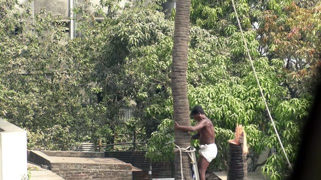 new Fastest Skills Sawmill Crazy Cutting Largest Trees Easy Tree with a Chainsaw