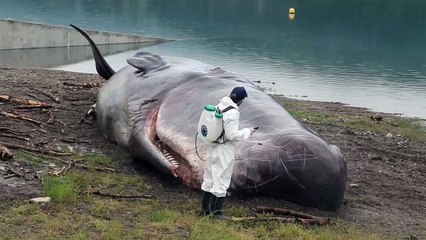 Un cachalot échoué sur les berges du lac de Serre-Ponçon