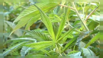 Canadá, cada vez más cerca de legalizar la marihuana