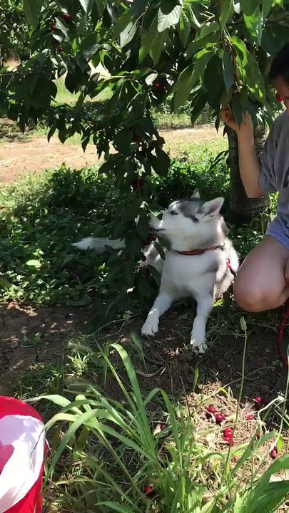 Today husky eat vegetarian