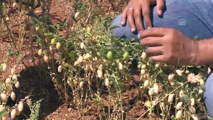 Güneydoğu'nun yeni nohut çeşidi verimi artıracak - ŞANLIURFA