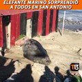  Un elefante marino de, aproximadamente, tres metros de largo y cerca de 800 kilos de peso, sorprendió a los visitantes de la caleta Pintor Pacheco Altamirano
