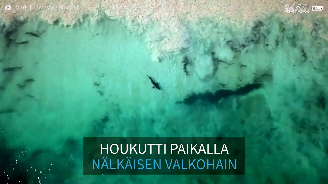 Valaan raato houkutti rannalle valkohain