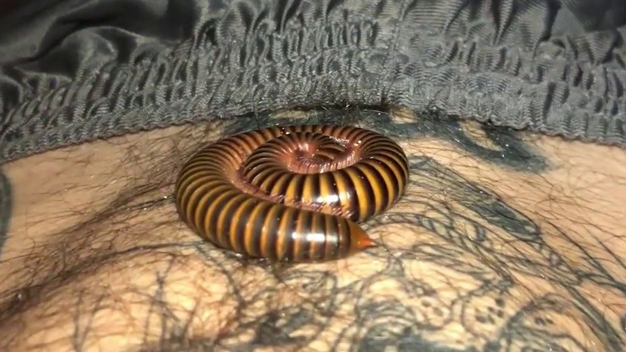 Se réveiller avec un mille-pattes sur le ventre