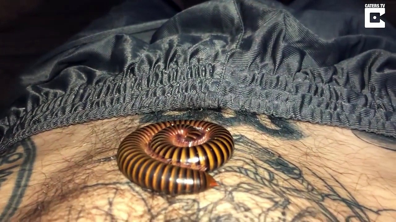 Se réveiller avec un mille-pattes sur le ventre