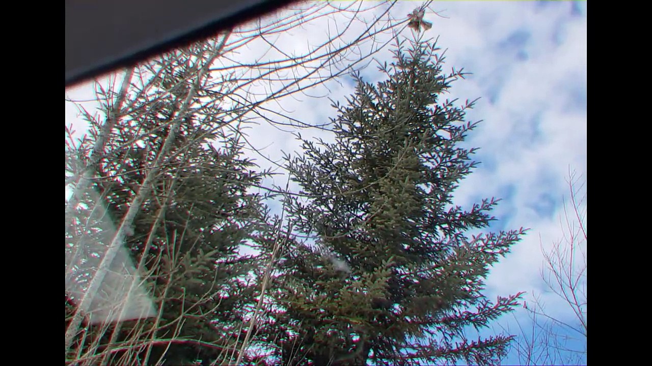 STORYTIME - VOYAGE DANS UNE FORÊT HANTÉE - La Famille Démo Jouets